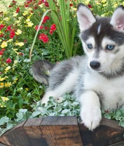 When is a Pomsky Dog Full Grown?