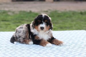 What is a Sable Bernedoodle?