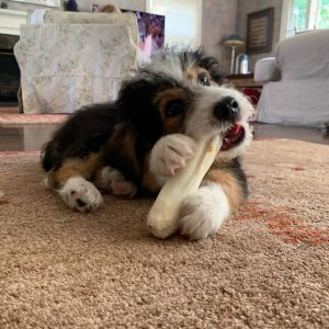 10 Best Bernedoodle Rescues for Adoption