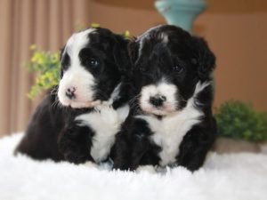 Find your Bernedoodle puppy for sale in Michigan.