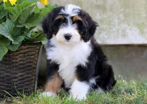 List Of Top Ethical Bernedoodle Breeders In Indiana