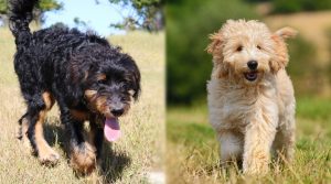 Bernedoodle vs Goldendoodle - Which Dog Is Right For You?