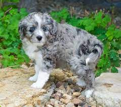 Blue Merle Aussiedoodle Puppies