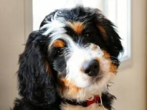 The Facts About the Phantom Bernedoodle?