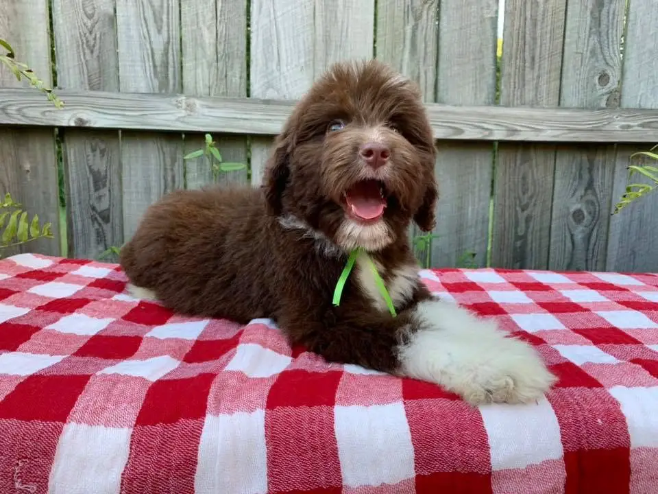 The Chocolate Bernedoodle