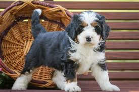Bernedoodle Puppies For Sale In Indiana