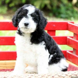 Miniature Schnoodle Puppies for Sale in Raleigh NC
