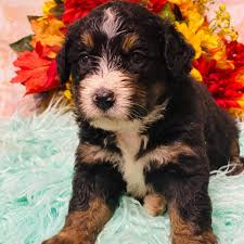 Bernedoodle Puppy for Sale in Fresno, OH