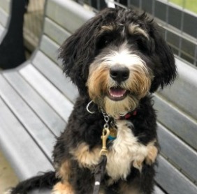 Tiny Bernedoodle Information, Facts, Images