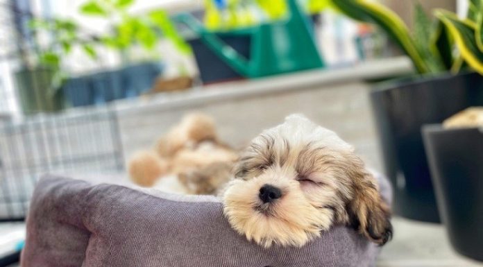 When is a Malchi Dog Full Grown?