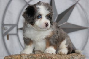What Colors do Bernedoodles Come In?