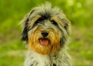 The Complete Aussiedoodle Dog Guide