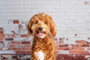 Corgipoo Dog Breed Health, Grooming, Feeding