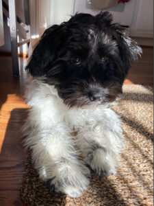 Schnoodle Puppies For Sale Near Me