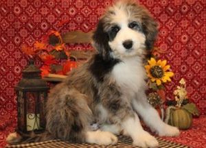 Aussiedoodle Puppies for Sale - Red, Blue Merle