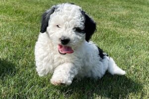 Mini Bernedoodle Puppies for Sale in Parker, Texas