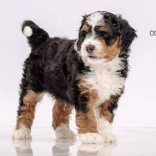 What is a Merle Bernedoodle?