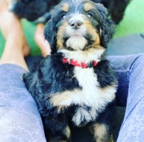 Tiny Bernedoodle Dog Breed Information & Pictures