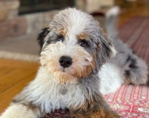 What is an Australian Bernedoodle