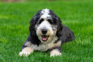 10 Interesting Facts About the Phantom Bernedoodle