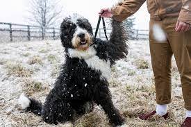 Toy Bernedoodle Puppies For Sale in the United States