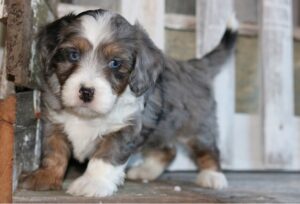 Tiny Bernedoodle Breeder & Puppies for sale