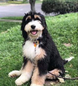 Which is better Sheepadoodle vs Bernedoodle?