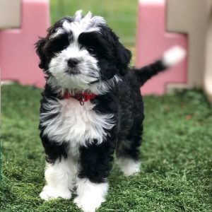 Do Aussiedoodle Have Health Issues?