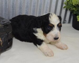 Tiny or Micro Bernedoodle Puppies for Sale