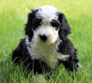 Shepadoodle Puppies For Sale