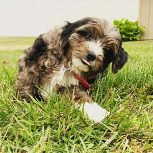Aussiedoodle Generations Guide