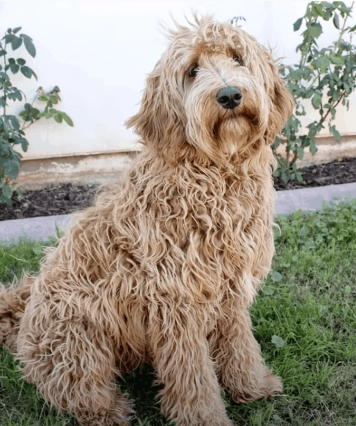 Pros And Cons Of A Golden Labradoodle