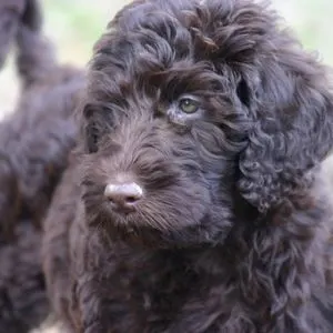 Chocolate Labradoodle Guide