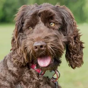 Chocolate Labradoodle Full grown