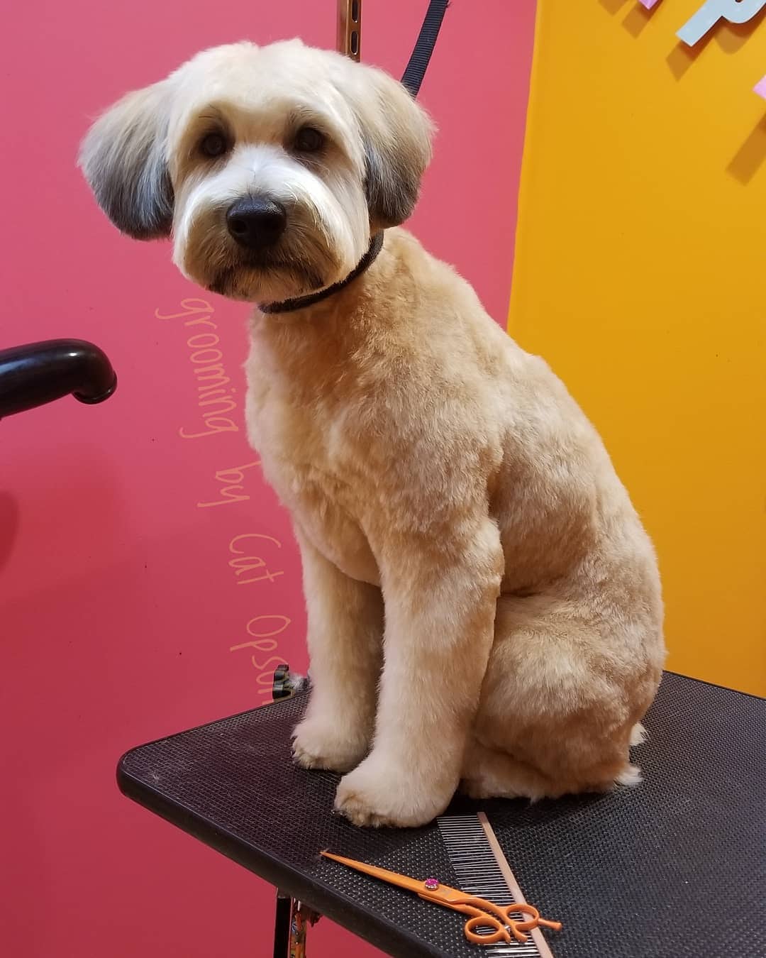 The Ultimate Labradoodle Haircut Guide