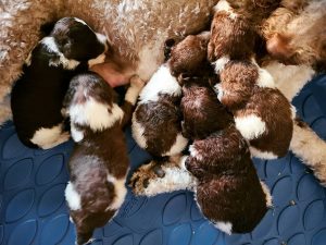 Find your Labradoodle puppy for sale in Ohio.