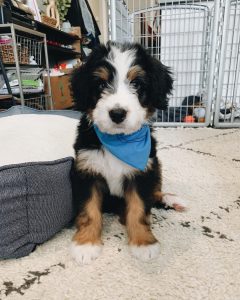How much does a Bernedoodle Cost?