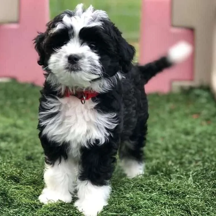 Difference Between Mini and Toy Aussiedoodle