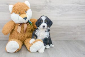 List Of Top Ethical Bernedoodle Breeders In Michigan
