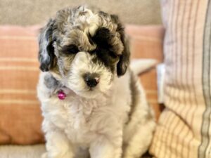 Aussiedoodle puppies for sale Near California
