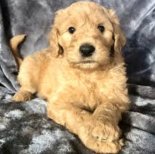 List Of Top Ethical Goldendoodle Breeders In Colorado