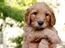 Find your Goldendoodle puppy for sale in Colorado.