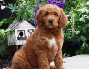 goldendoodle puppies for sale under $500 near charlotte, nc