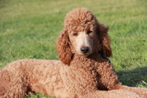 goldendoodle puppies for sale cheap