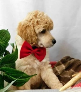 Cockapoo Puppies For Sale Near Northville