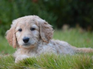 10 Best Goldendoodle Breeders in the USA