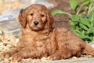 Cheap Goldendoodle puppies for sale