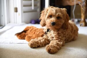 What Is The Average Life Expectancy Of A Cockapoo