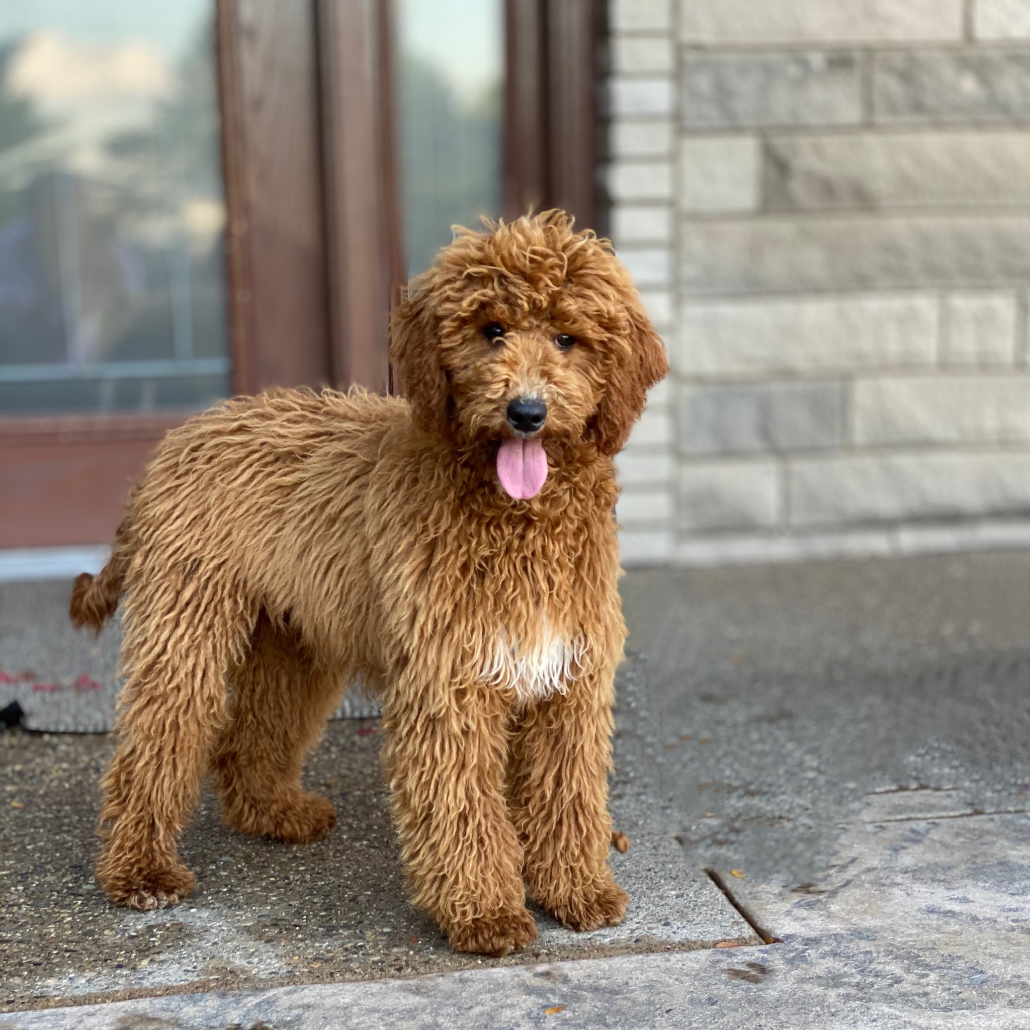 What is a F1 moyen Goldendoodle?