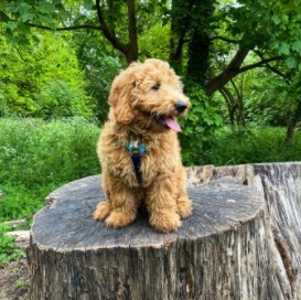 How big will an F2 Goldendoodle get?